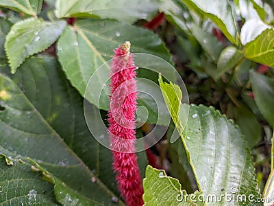 A close up of Acalypha hispida or the chenille plant flower Stock Photo